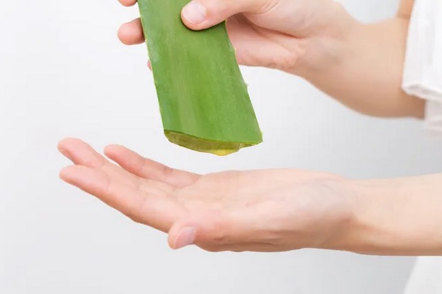 Алое деревовидне для імунітету. Як це працює?