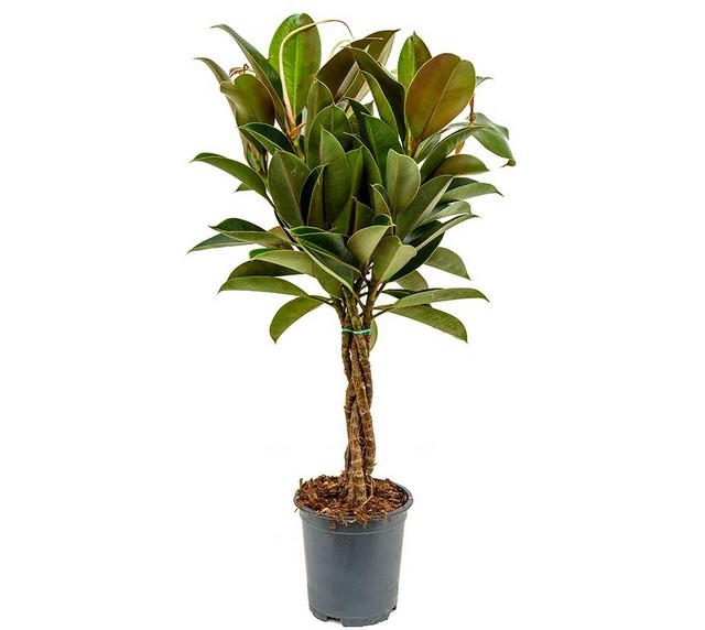 Фікус – тропіки у вашій квартирі чи офісі