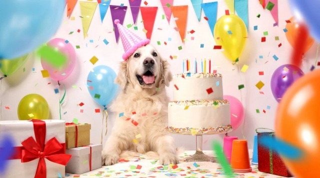 що подарувати собаці на День народження
